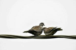 two birds sitting on top of a wire photo