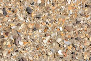 a close up view of a lot of different shells photo