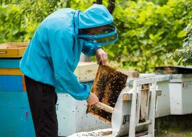 beekeeper shakes bees with frame with single brush to transfer to nucleus box. Artificial insemination of queen bee. Withdrawal of breeding queen bee in beekeeping on nucleus hive apiary. photo