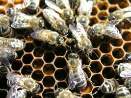 un denso racimo de enjambres de abejas en el nido. trabajando abejas, drones y útero en un enjambre de abejas. miel abeja. acumulación de insectos foto