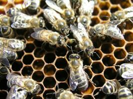 A dense cluster of swarms of bees in the nest. Working bees, drones and uterus in a swarm of bees. Honey bee. Accumulation of insects photo