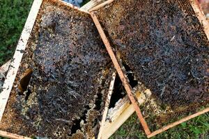 Wax moth larvae on an infected bee nest. cover of the hive is infected with a wax moth. The family of bees is sick with a wax moth. Terrible wax bee frame eaten by parasites. photo