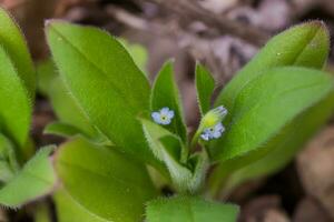 Myosotis sparsiflora, forget-me-nots or Scorpion grasses small blue flowers with 5 petals and yellow serts in the background of green fluffy leaves. photo