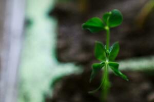 Cultivating young peas. The upcoming harvest in the garden. Peas with young leaves. photo