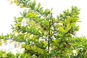 Berberis vulgaris, simply barberry Yellow flowers. Buds cluster on blooming Common or European Barberry in spring Dried barberry berries among flowers. photo