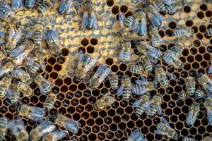 Drones on a wax frame surrounded by bee colonies. Beekeeping. Growing drones to select sperm. Artificial insemination of the queen bee with sperm of donor's drone. photo