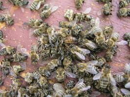 cluster requeening by bees, colony of bees. Bees took queen bee to cluster after replanting, wrong replacement. Working bees kill queen bee. photo