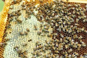 Tribal queen bee on frame with sealed brood. queen bee with green label with number on back. virgin queen sedated and artificially inseminated. Soft focus. photo
