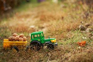 Green tractor carries nuts in the back. Toy tractor with a crop of ripe walnuts. Autumn photophone. photo