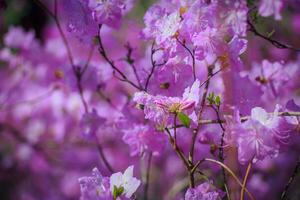 bush of flowering azaleas against a background of trees in a blue haze. photo