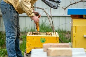 Beekeeper is working with bees and beehives on apiary. Bees on honeycomb. Frames of bee hive. Beekeeping. Honey. Healthy food. Natural products. photo