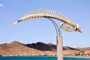 a large fish skeleton is on display in front of a beach photo