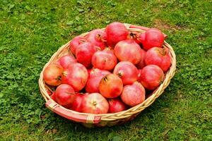 a basket full of pomegranates on the grass photo