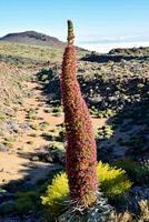 un alto planta con rosado flores en el Desierto foto