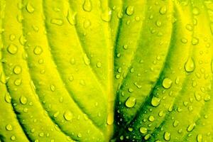 a close up of a green leaf with water droplets photo