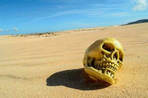 un cráneo en el arena con un azul cielo en el antecedentes foto