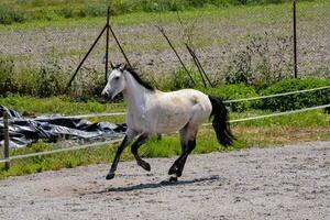 a horse running in a fenced area photo