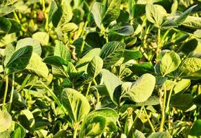 a field of green plants with leaves photo