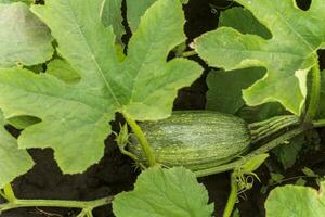 cucurbita pepo entre el arbustos en el jardín rodeado por hojas. verde no maduro calabaza en el jardín en el aldea. ecológico agricultura. puro producto brotado en el sitio. foto