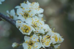 Flowers of Cherry plum or Myrobalan Prunus cerasifera blooming in the spring on the branches. photo