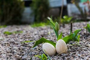 Two white Easter eggs with a branch of apricot in green grass. Easter background. Search for eggs at Easter. photo