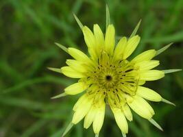 Ficaria verna Ranunculus ficaria, lesser celandine, Buttercups photo