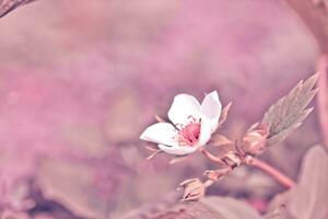 hermosa blanco fresa flor en el jardín. el primero cosecha de fresas en el temprano verano. natural antecedentes en rosado. foto