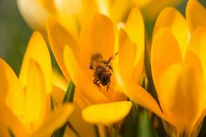 azafrán, azafrán o Croci ese floraciones en el prado. foto