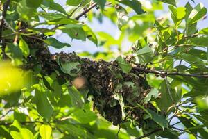 swarm of bees on a tree branch. small bee swarm on a cherry branch in the garden near the apiary. photo