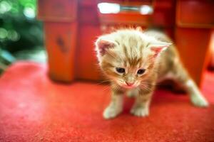 very first steps of a baby kitten exploring its surroundings. These abandoned kittens are in search of a caring forever home photo