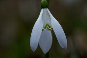 Galanthus, snowdrop three flowers against the background of trees. photo