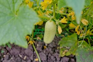 One white type angel cucumber on a bed among yellow flowers. Hybrid varieties of cucumbers in the garden. photo