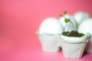 Sprout arugula in the eggshell on pink backgrond. Sprouts and sprout seeds. Micro greens. photo