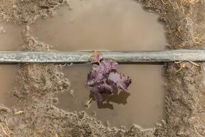 Basil, great basil, Saint-Joseph's-wort purple bush in the garden. Drip irrigation. photo