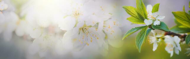 un antecedentes con delicado Cereza flores en un blanco antecedentes con borroso pétalos y pistilos. prunus tomentosa, Nanjing cereza, coreano cereza, manchú cereza, velloso cereza, llevar a la fuerza cereza, ando cereza, montaña cereza, chino arbusto cereza, y chino foto