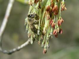 Honey bee collect pollen from Acer negundo  Box elder, boxelder maple, ash-leaved maple, and maple ash . Blossoming catkins on a maple tree. Honey plants of Ukraine. photo