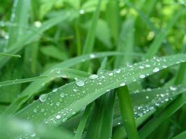 Drops of dew on the green grass. Natural background - green grass after rain close up. photo