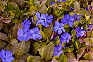 Vinca minor in the ground. Purple Vinca, periwinkle flower. Natural background with spring flower. Periwinkle after the rain close-up. photo