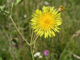 Sonchus arvensis, the field milk thistle,field sowthistle, perennial sow-thistle, corn sow thistle, dindle, gutweed, swine thistle, or tree sow thistle yellow flowers like dandelion. Honey and medicinal plants in Europe. drug plants photo
