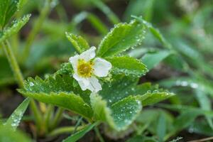 Beautiful white strawberry flower with raindrops in the garden. The first crop of strawberries in the early summer. Natural background. photo