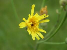 Sonchus arvensis, the field milk thistle,field sowthistle, perennial sow-thistle, corn sow thistle, dindle, gutweed, swine thistle, or tree sow thistle yellow flowers like dandelion. Honey and medicinal plants in Europe. drug plants photo