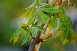 Modest chestnut new leaves in spring. Bright green leaves close up. Background for spring screensavers on phone. rebirth of nature. Blooming buds on trees. photo