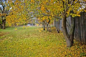 Dirt road covered with yellow autumn leaves photo