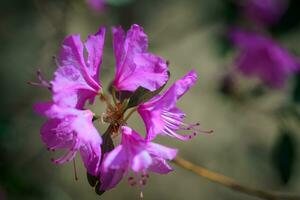 Branch with azaleas flowers against background of pink blurry colors and blue sky. photo