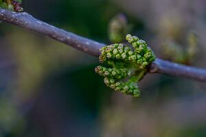 verde mora, morus frutas crecimiento de plantas en primavera. Fruta árbol con joven frutas futuro cosecha. foto