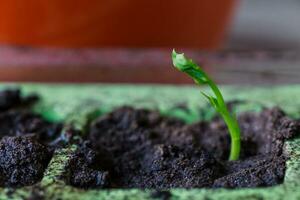 Cultivating young peas. The upcoming harvest in the garden. Peas with young leaves. photo