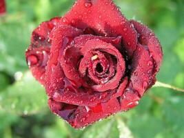 Red rose covered drops of rain. Cold Dew on petals roses. photo