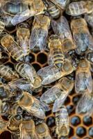 Drones on a wax frame surrounded by bee colonies. Beekeeping. Growing drones to select sperm. Artificial insemination of the queen bee with sperm of donor's drone. photo
