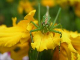 Green locust on a yellow marigold. Long locust mustache. Insect on a close-up flower. photo