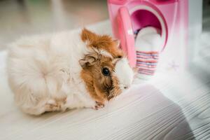 Cute guinea pig near the washing machine. Pets do housework photo